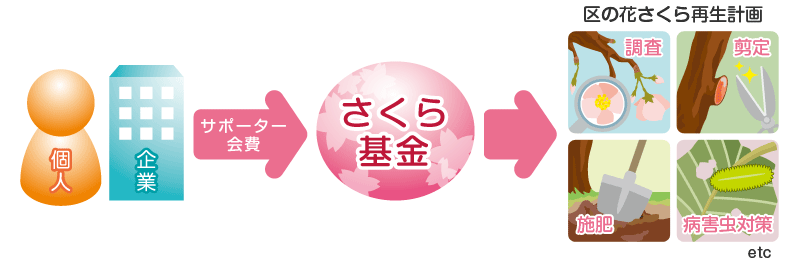 区の花さくら再生計画の流れ